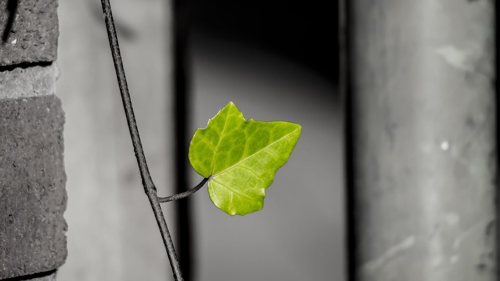 leaf-2922038_1920