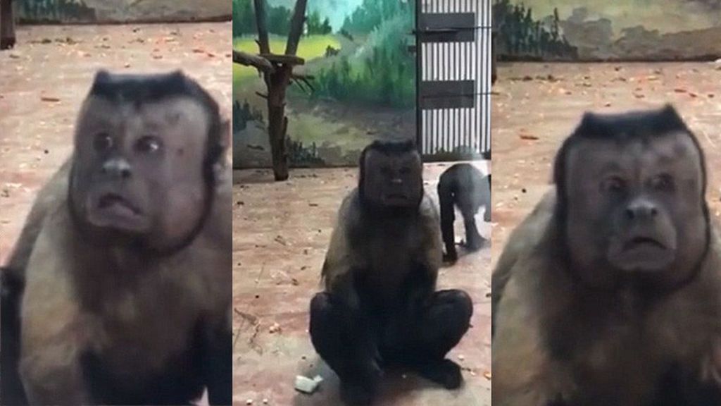 Un mono con aspecto humano es la estrella de un zoo en China