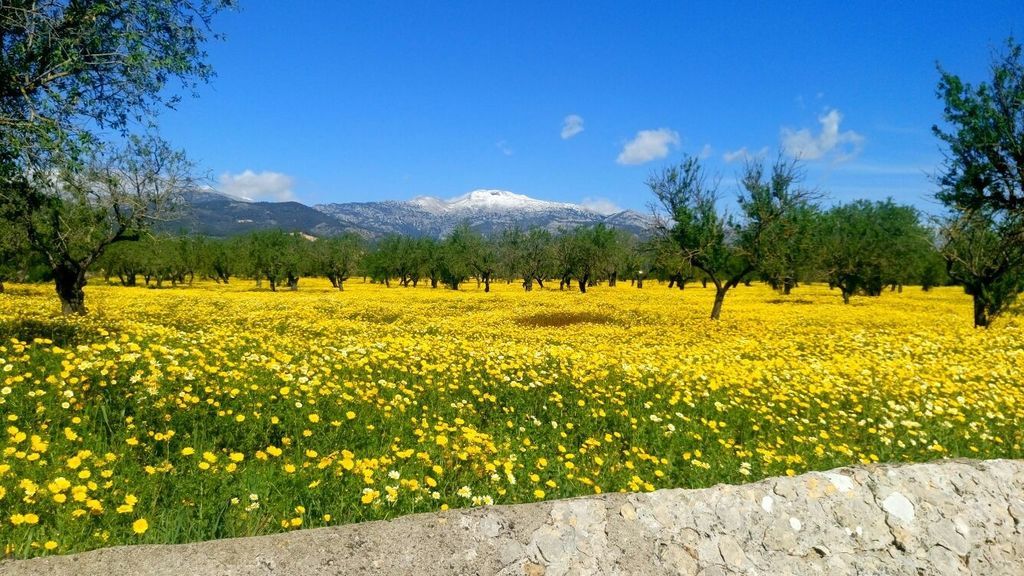 José Olivares en Inca, Mallorca