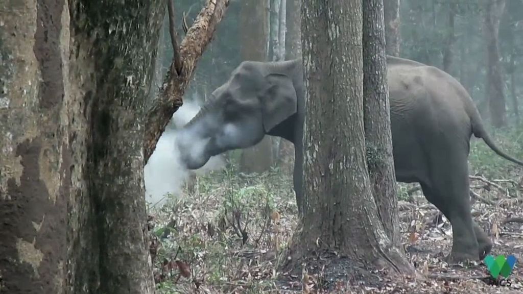 El elefante 'fumador' que tiene confundida a la comunidad científica