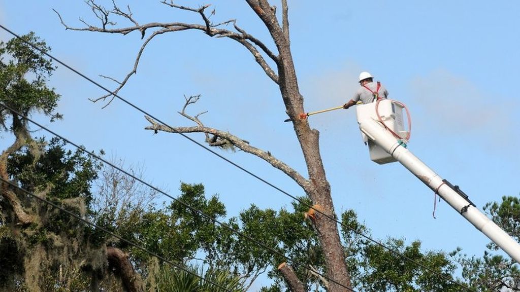 El buen mantenimiento y una poda correcta, cruciales para evitar accidentes de árboles derribados por el viento