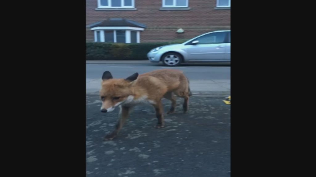 Se encuentra a un zorro en plena calle... ¡y el momento acaba peor de lo que se esperaba!