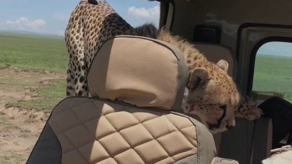 Susto en un safari: un guepardo se sube al coche de un grupo de visitantes en Tanzania