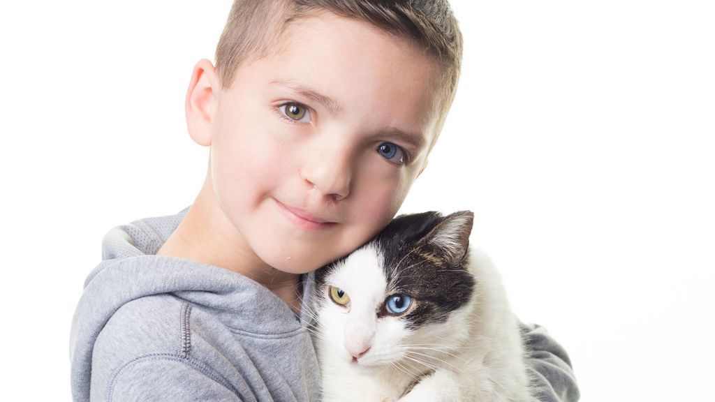gato