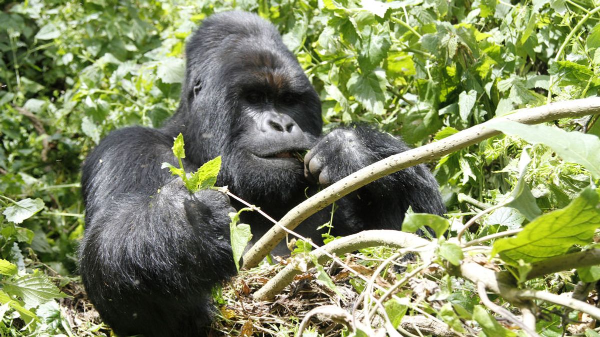 La increíble fotografía en la que una gorila consuela a su cuidador