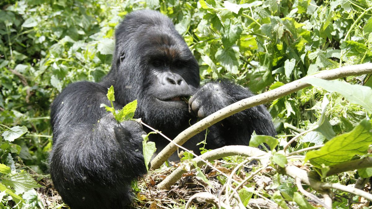 La increíble fotografía en que una gorila consuela a su cuidador