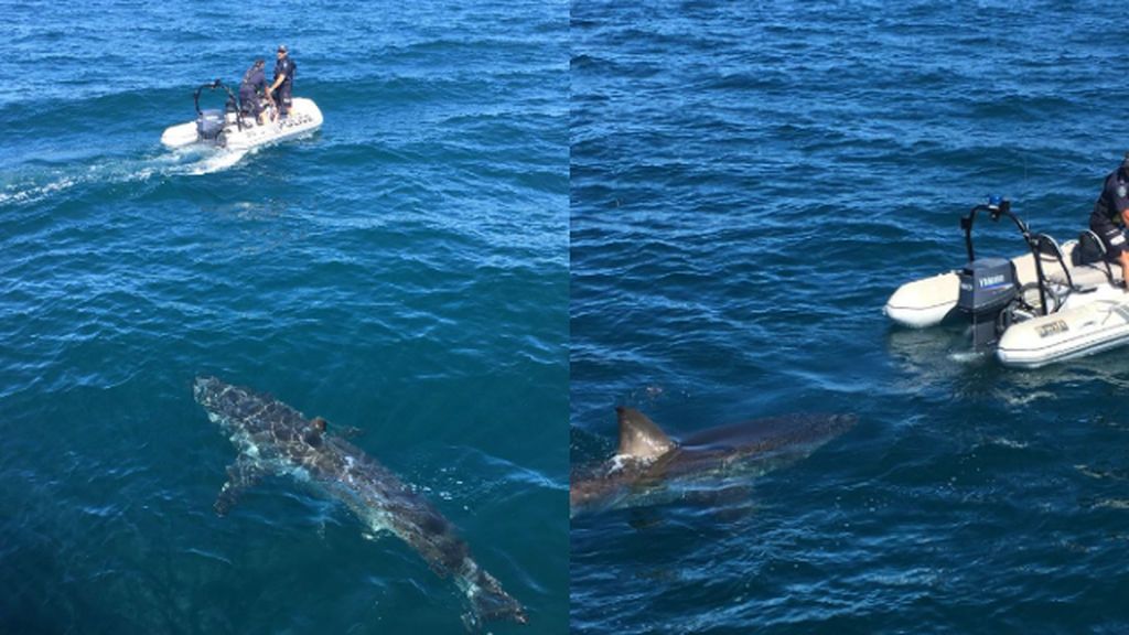 Un enorme tiburón blanco acecha un bote policial en Australia