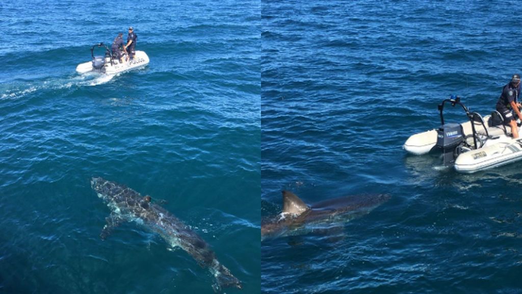 Un enorme tiburón blanco acecha un bote policial en Australia