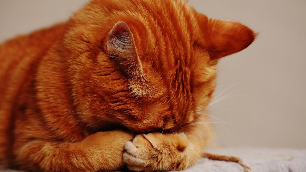 ¿Amante de los gatos? Tal vez no conozcas cómo los representaban en el Medievo
