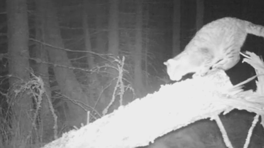 Captan las imágenes de uno de los gatos salvajes más grandes del mundo