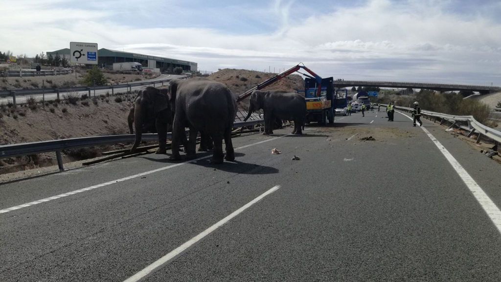 Evacúan a cinco elefantes que han quedado sueltos en la A-30 tras un accidente
