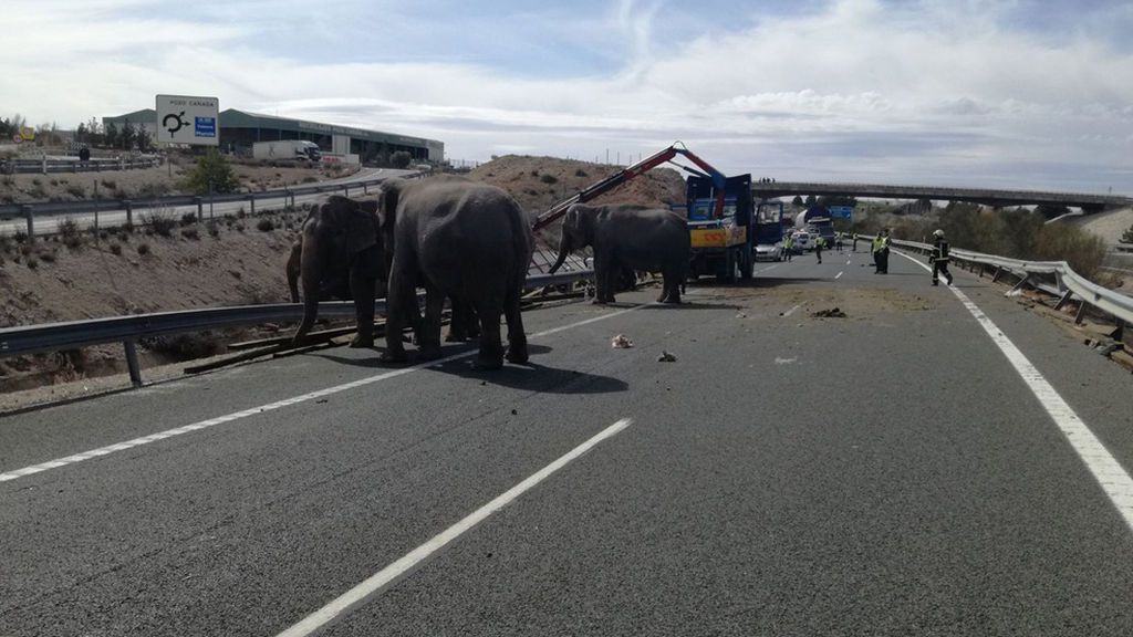 Evacúan a cinco elefantes que han quedado sueltos en la A-30 tras un accidente
