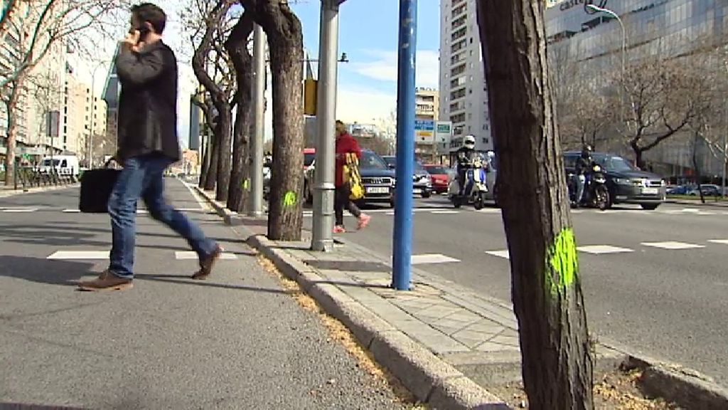 El Ayuntamiento de Madrid talará 730 árboles del Paseo de la Castellana por riesgo de caída