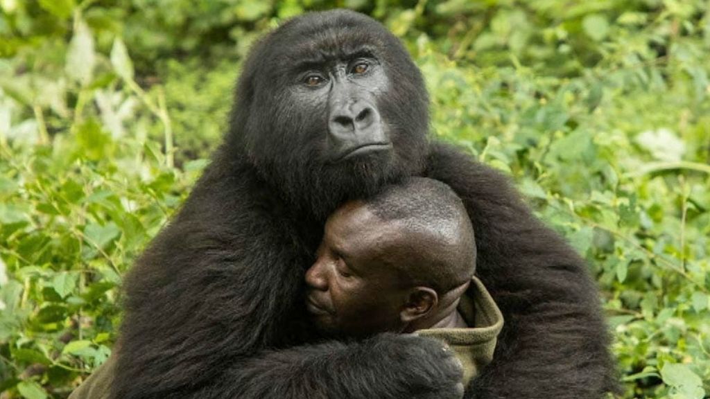 El abrazo entre una gorila y su cuidador que enternece al mundo