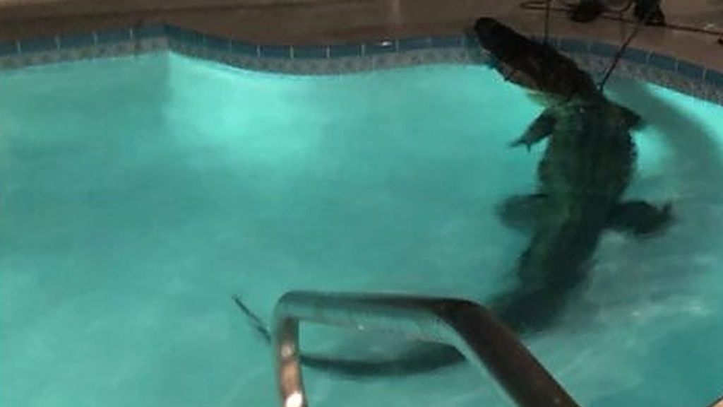 ¡Hay un cocodrilo en mi piscina!