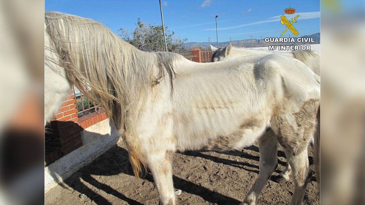 Hallan siete caballos desnutridos y que vivían abandonados entre basura en Alicante