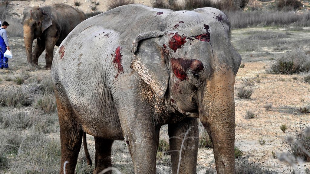 El incierto futuro de los elefantes que sobrevivieron al accidente de tráfico de Albacete