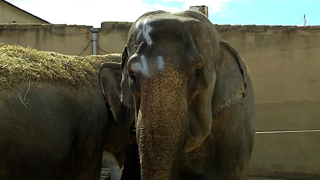 PACMA: "A estos elefantes se les maltrata sistemáticamente"