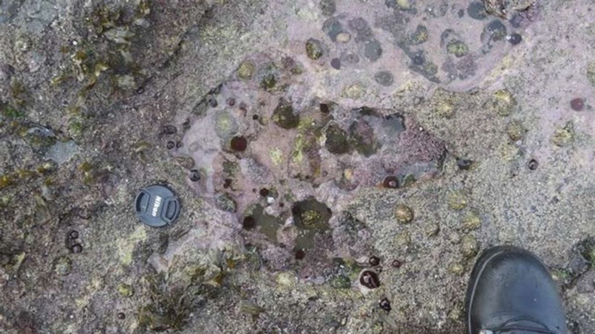 Extrañas huellas de dinosaurios aparecen por docenas en Escocia