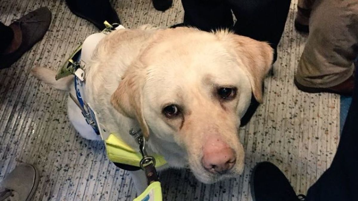 Un ciego y su perro guía, humillados en el metro por el egoísmo de los pasajeros