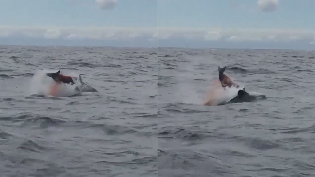 Brutal ataque de un grupo de orcas a otra ballena solitaria en Australia