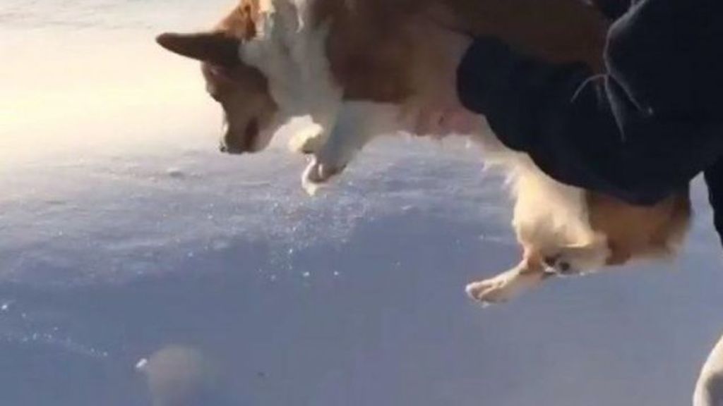 Tira a su perro al "vacío" y engaña a los internautas