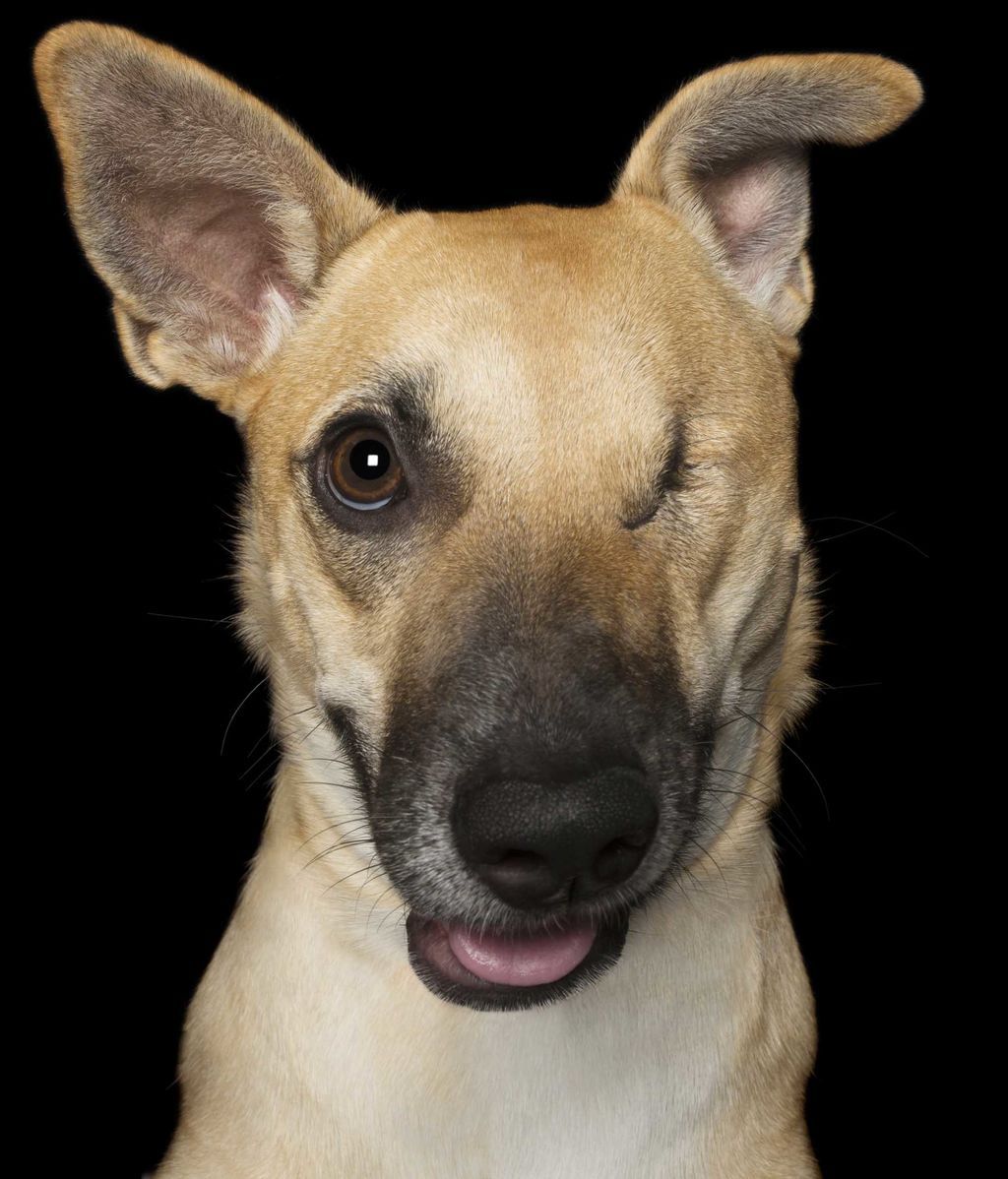 Las “perfectas imperfecciones” de estos perros rescatados