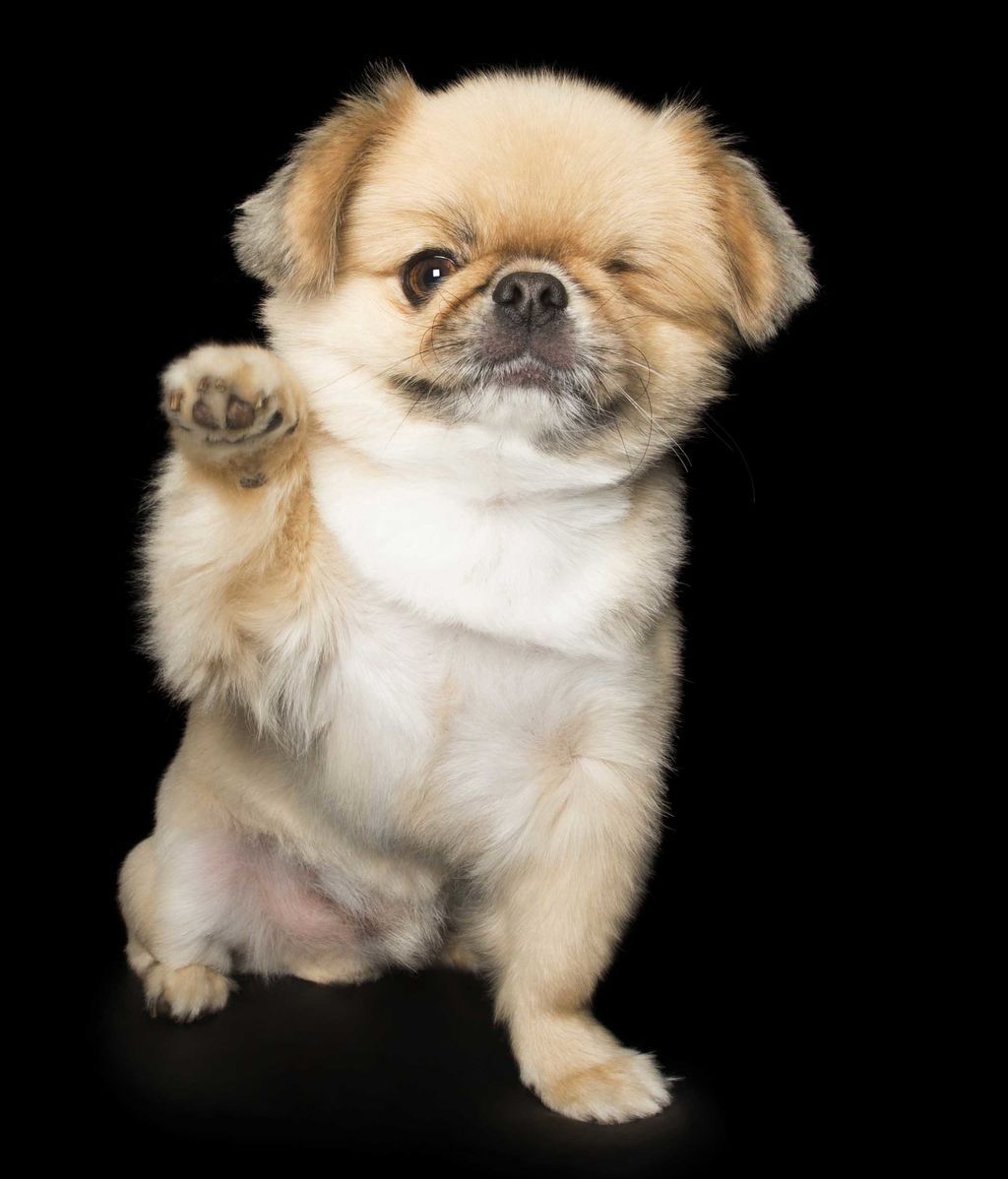 Las “perfectas imperfecciones” de estos perros rescatados