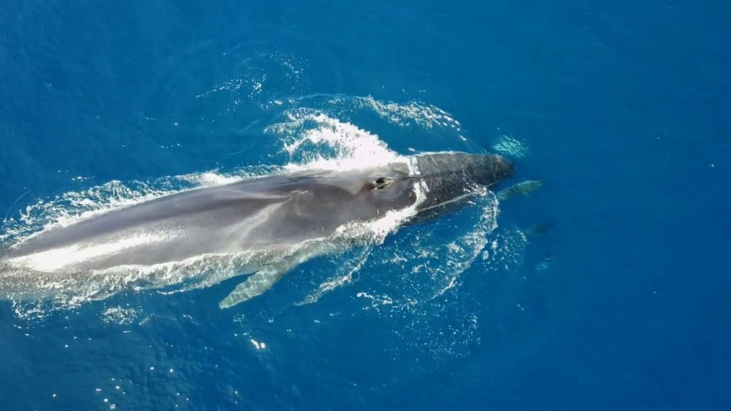 El precioso momento en que las ballenas rorcual nadan en aguas de Garraf