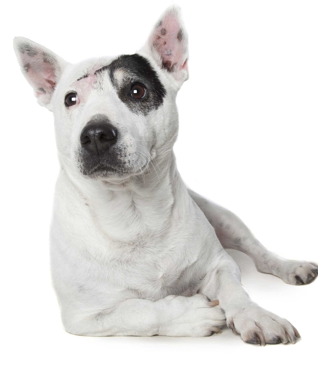 Las “perfectas imperfecciones” de estos perros rescatados