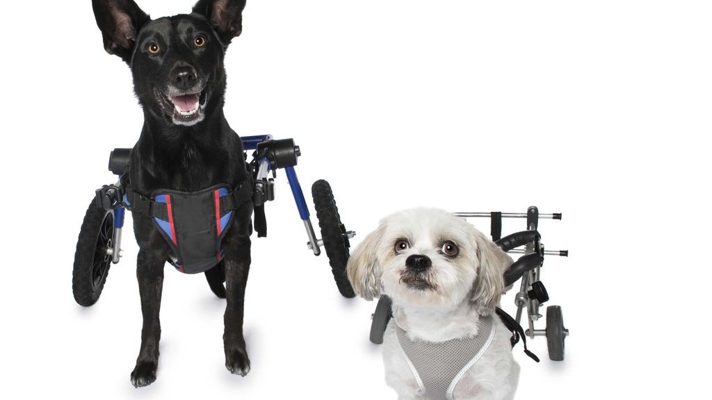 Las “perfectas imperfecciones” de estos perros rescatados