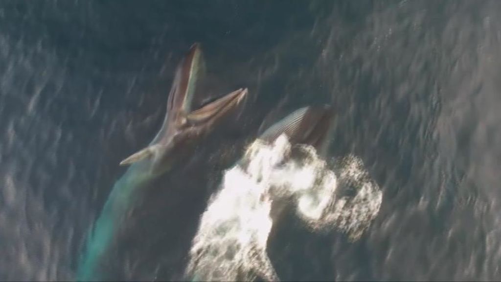 Impresionantes imágenes de ballenas alimentándose en la costa catalana
