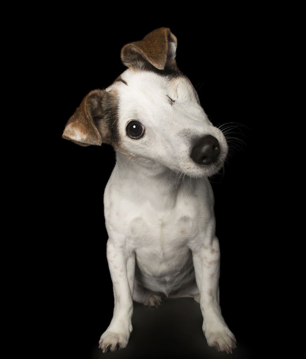 Las “perfectas imperfecciones” de estos perros rescatados