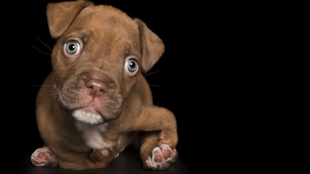 Las “perfectas imperfecciones” de estos perros rescatados