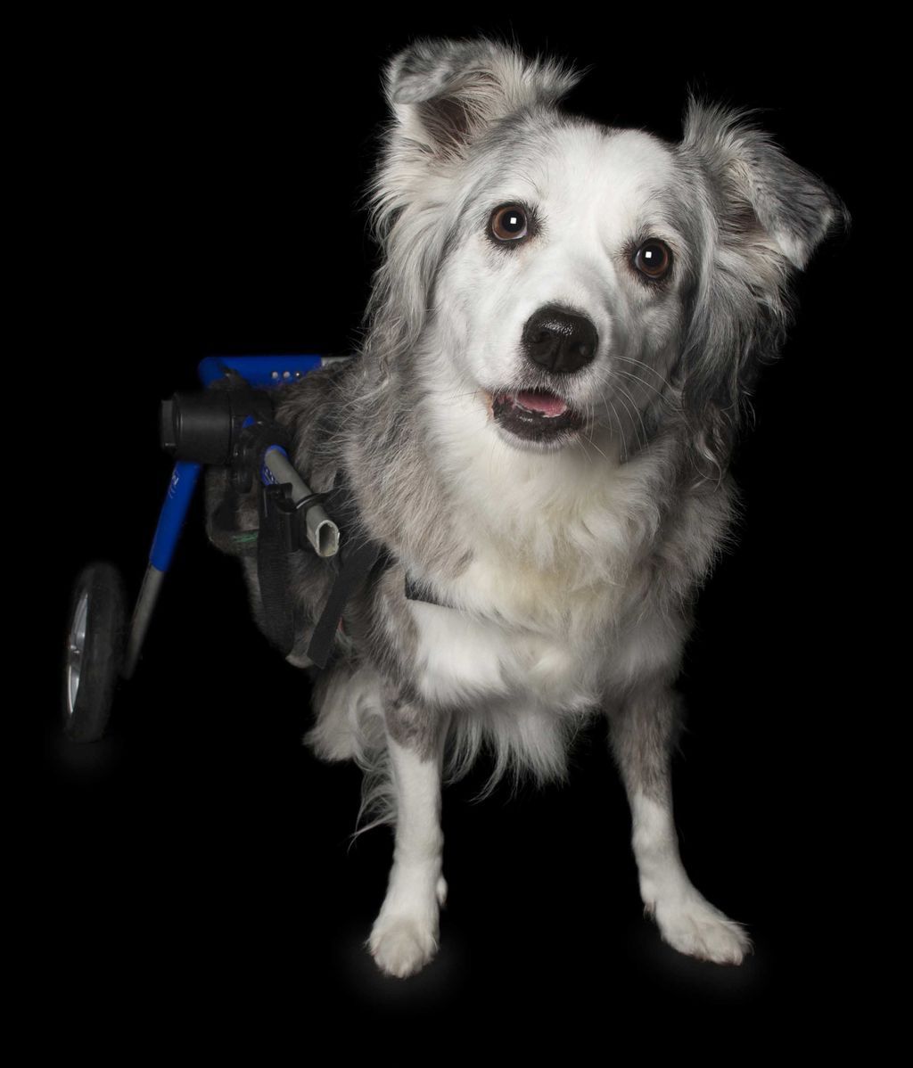 Las “perfectas imperfecciones” de estos perros rescatados