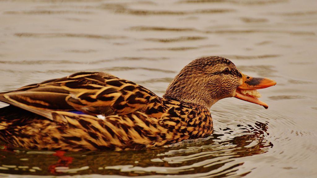 duck-1227856_1920