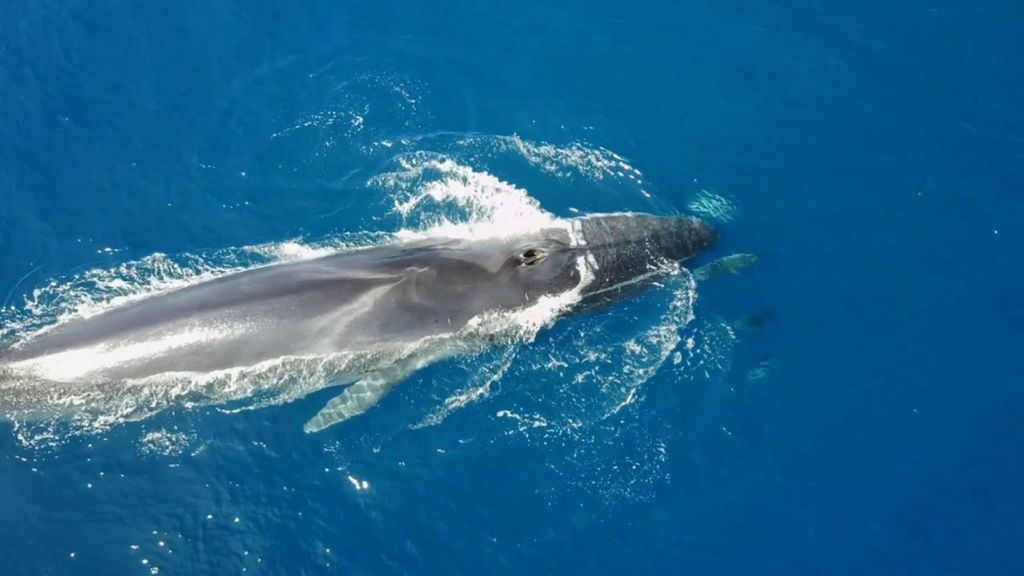 El precioso momento en que las ballenas rorcual nadan en aguas del Garraf