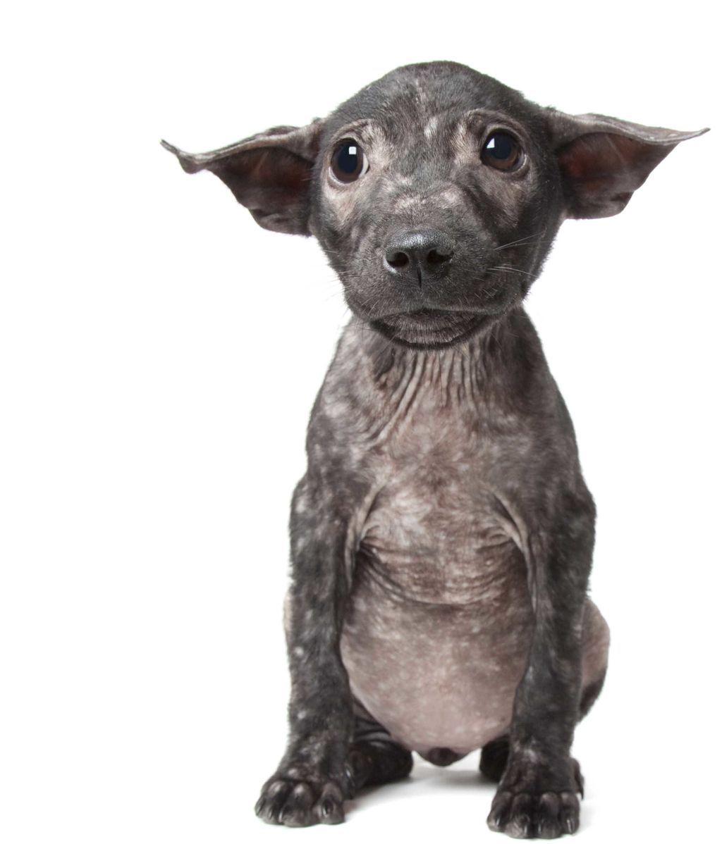 Las “perfectas imperfecciones” de estos perros rescatados