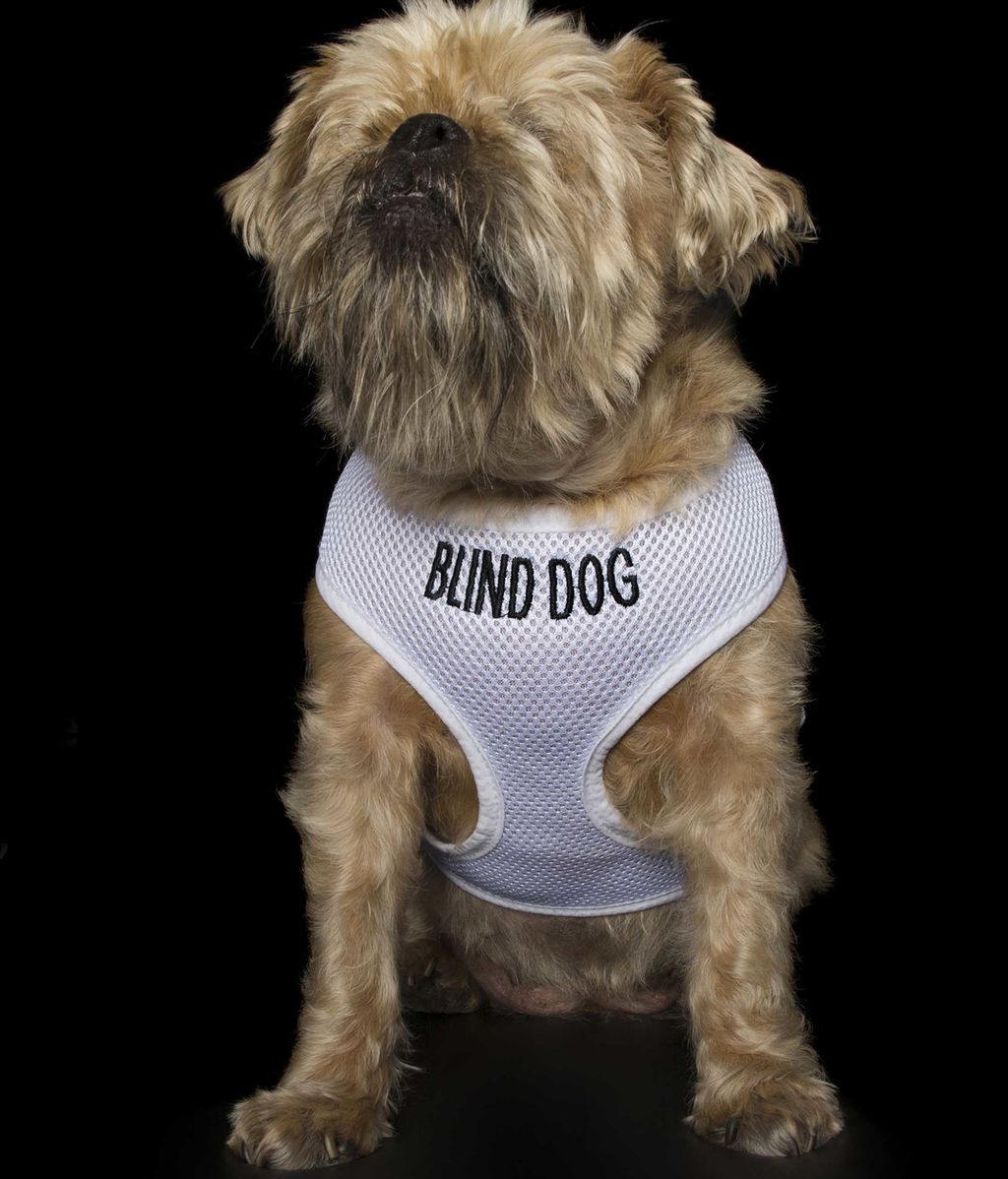 Las “perfectas imperfecciones” de estos perros rescatados