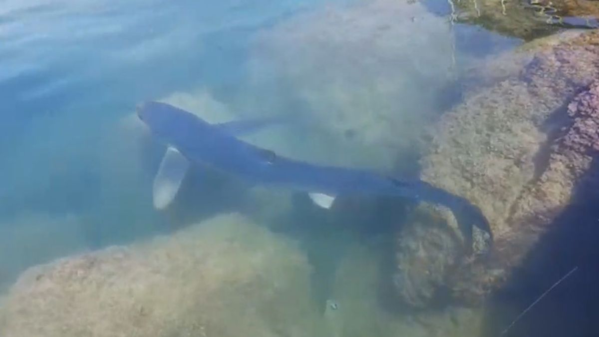 Captan la imagen de un tiburón de más de 2 metros en el puerto de Torrevieja