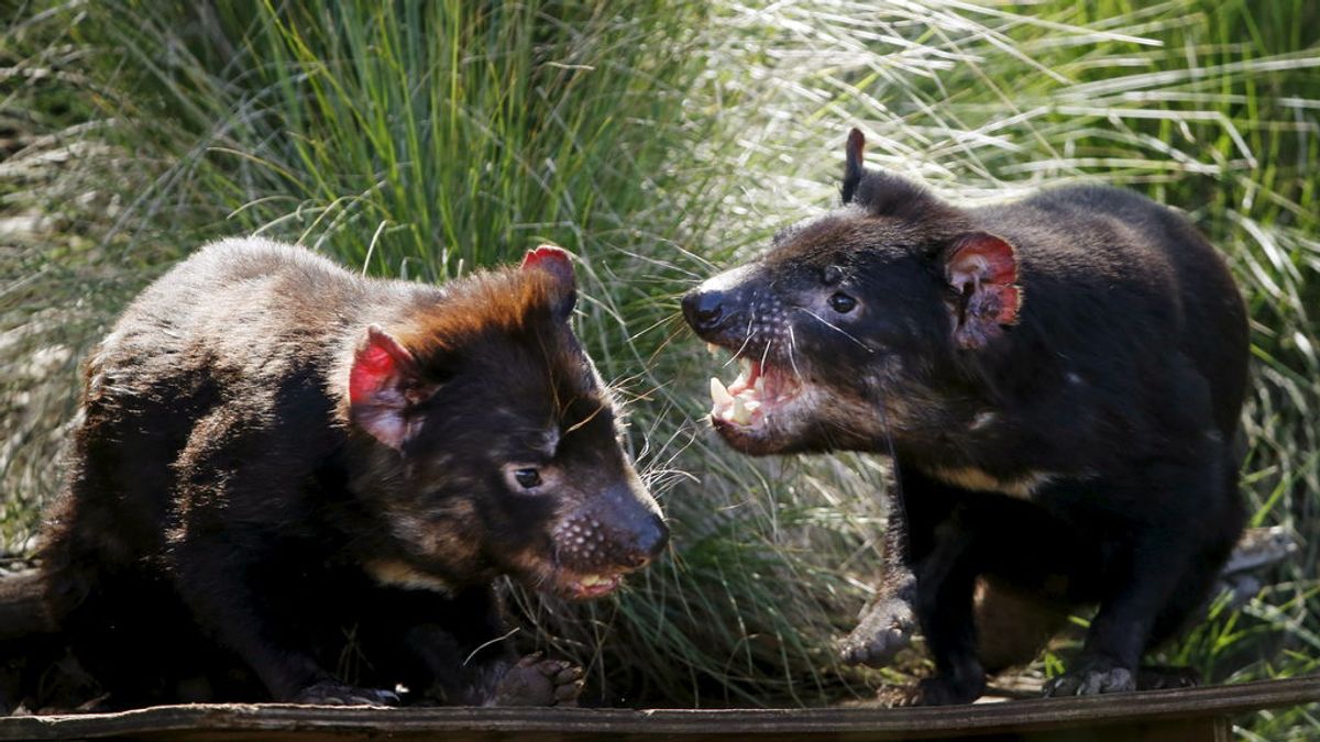 El diablo de Tasmania podría salvarse de la extinción gracias a los medicamentos para humanos
