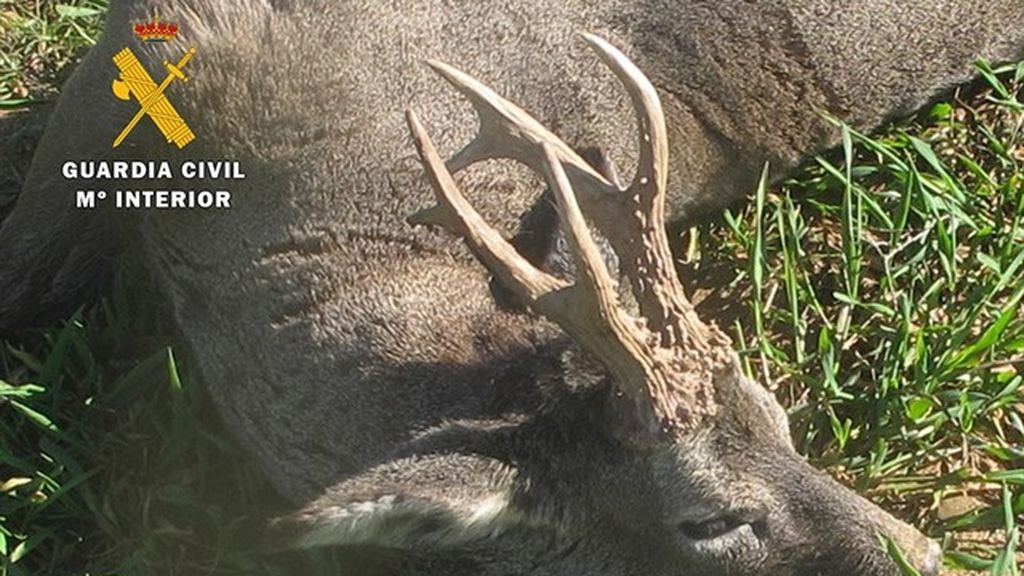 Investigan a un cazador por abatir a un corzo sin tener autorización
