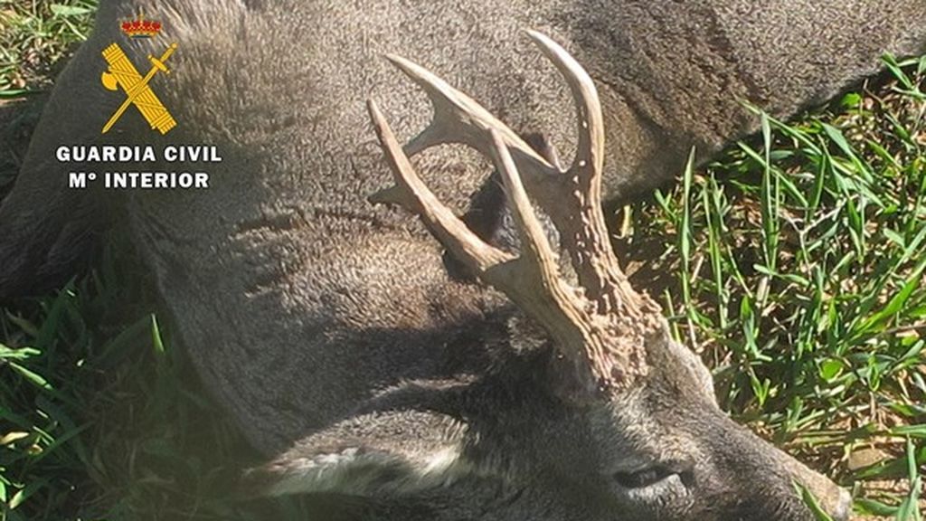 Investigan a un cazador por abatir a un corzo sin tener autorización