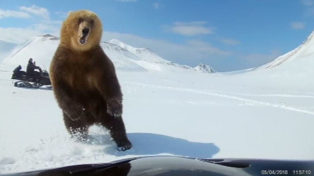 Un oso pardo se lanza contra sus acosadores en Rusia
