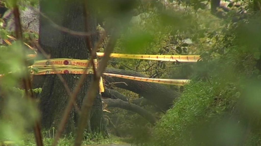 Herido grave un niño de cinco años al caerle encima un árbol en San Sebastián