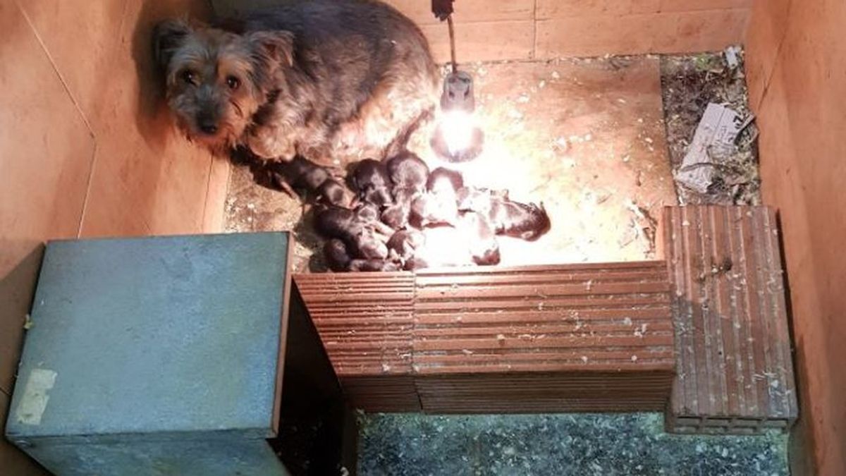 Encuentran 25 perros hacinados y en pésimas condiciones en un bajo de Valencia