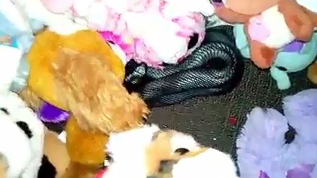 Una serpiente "extremadamente venenosa" se esconde en una caja de juguetes