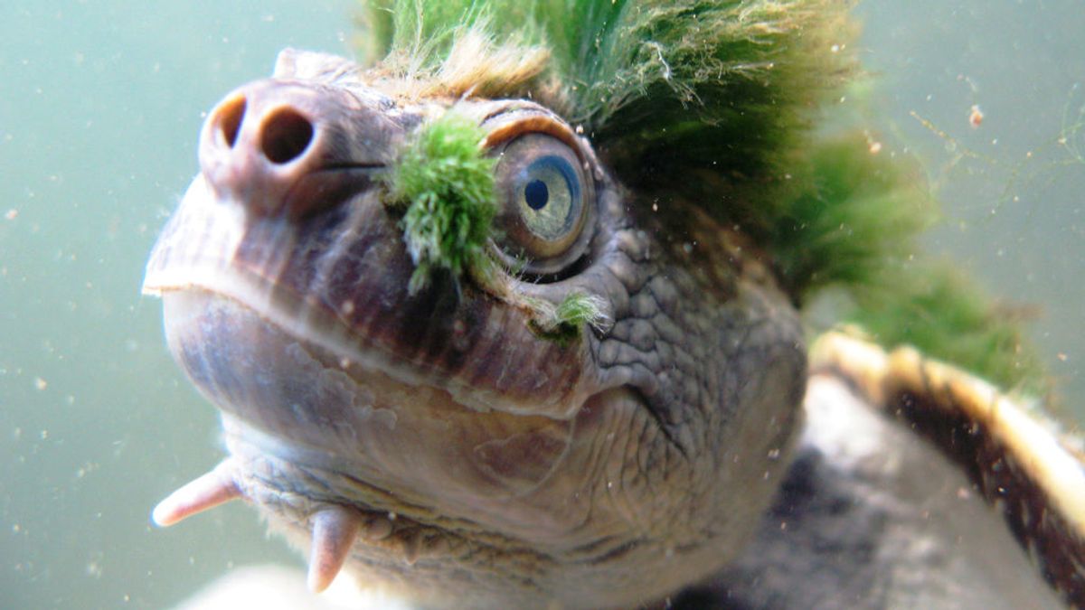 La 'tortuga punk', una de las especies exóticas más amenazadas