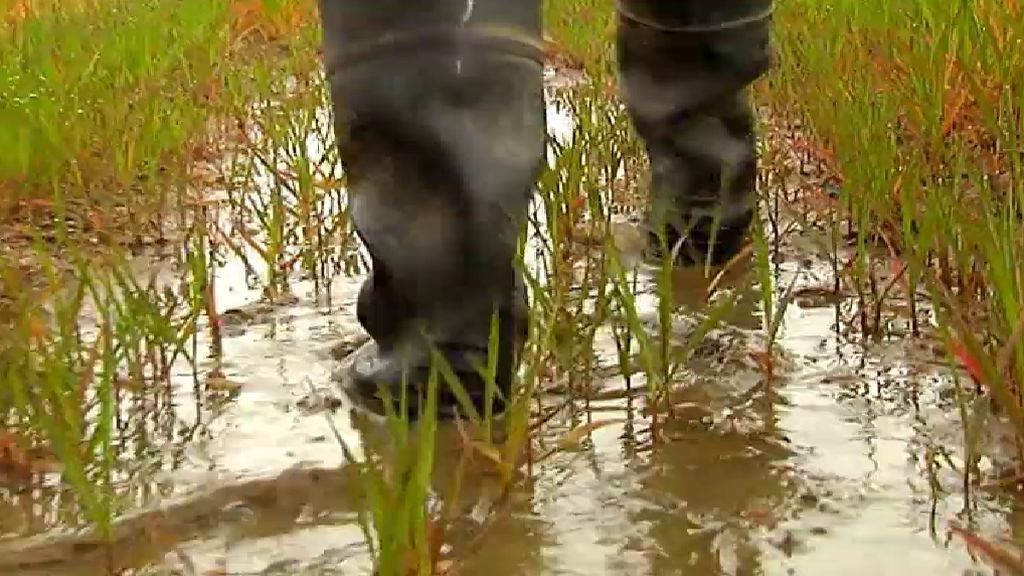 Los campos gallegos, anegados por las lluvias