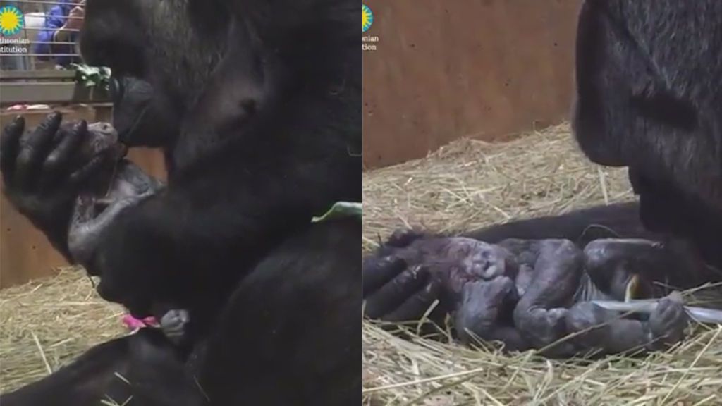 Los primeros 'mimos' de una gorila a su hijo recién nacido
